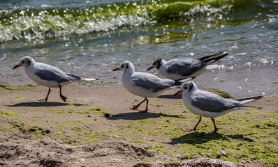 Adorable seagulls run along the coastline, spreading their white-gray wings and picking up food they find