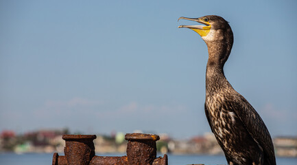 great cormorants resting on old rusty pier by the sea