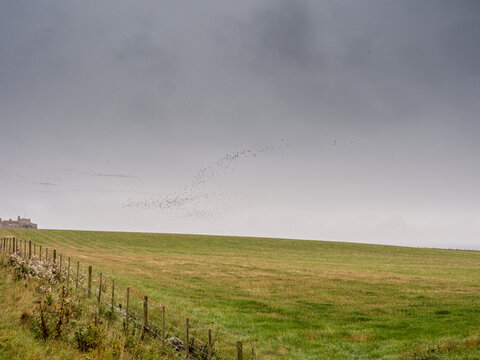 Starling Murmuration At Lindisfarne, Hold Island, Northumberland, UK