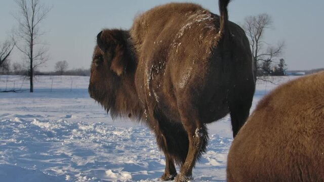 Bison surviving the harsh winter in super slow motion.