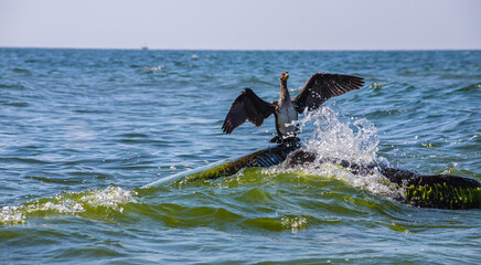 Fototapeta premium great cormorant sitting on a rock in the sea