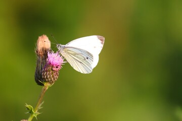 Kohlweissling sitzt auf einer Distel
