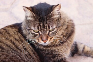 Fototapeta na wymiar braune Katze im Portrait