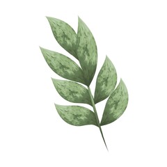 Green leaves on a branch of the plant separately on a white background. Watercolor. Painted foliage for creating natural textile designs, postcards, printing, decoration. Vector design