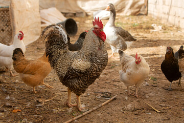 photo of a walking rooster, soft focus.