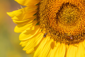 Beautiful sunflower blooming on the field with bees