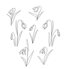 Snowdrop flowers on a white background. Hand drawn illustration of a spring snowdrop flower.