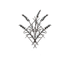 Fototapeta na wymiar lavender bouquet for tattoos. black and white flowers.