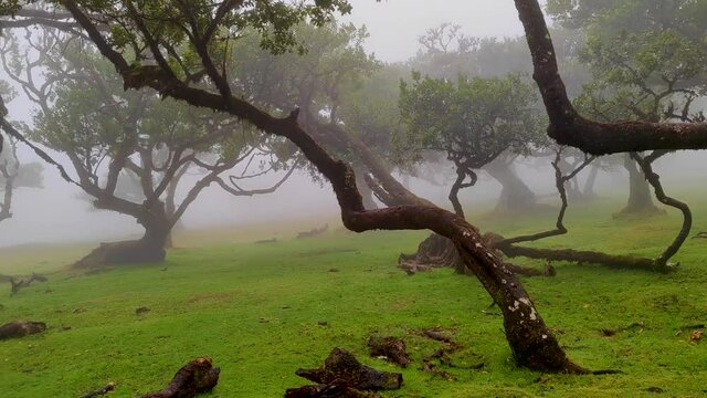 4K footage of a walk in a magical and misty place at Madeira island at the fairy Fanal pond forest of laurel trees always shrouded in mist
