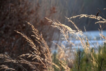 Fototapeta premium Winter landscape view on frozen lake with grass and green and brown bokeh trees, nature winter background, natural landscape brown and shiny.