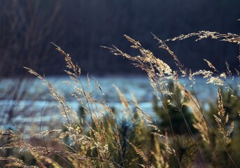 Winter landscape view on frozen lake with grass and green and brown bokeh trees, nature winter background, natural landscape horizontal.