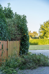 Pflege der Hecke beim Gartenzaun