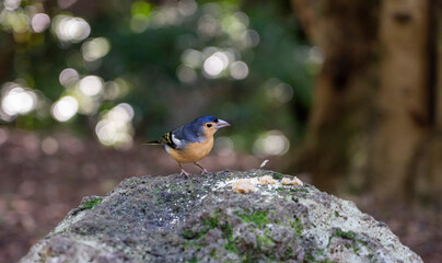 Buchfink männlich auf einem Stein im Lorbeerwald auf Gomera bei einer Wanderung
