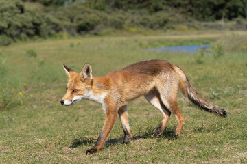 Young Red Fox, the largest of the true foxes, walking in a dune area near Amsterdam