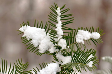 A small coniferous branch of a tree with snow falling on it.