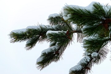 Obraz premium A small coniferous branch of a tree with snow falling on it.