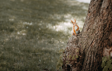 squirrel on a tree