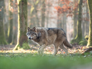 Obraz premium Loup gris dans une forêt