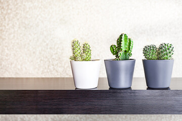 Set of cactuses in pots standing on the wooden shelf on beige background. Selective focus. Copy space for text.