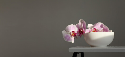 Close up Pink phalaenopsis orchid flower on gray interior. Selective soft focus. Minimalist still...