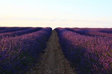 Naklejka na ściany i meble Field of lavender