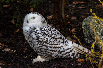 The Snowy Owl, Bubo scandiacus is a large, white owl of the owl family