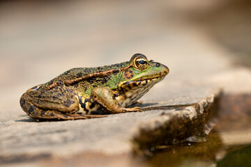 Iberian water frog sitting on a rock