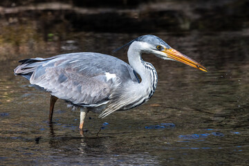 While fishing in the moving water a grey heron, Ardea cinerea successfully caught a fish.