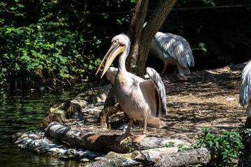 Great White Pelican, Pelecanus onocrotalus in a park
