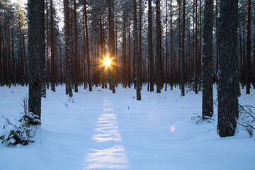 winter sunset in pine tree forest covered with snow
