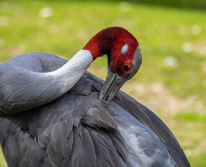 Fototapeta premium Sarus crane, Grus antigone also known as Indian sarus crane