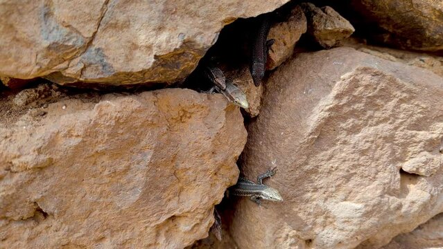 Footage of many lizards running among red rocks in Madeira island