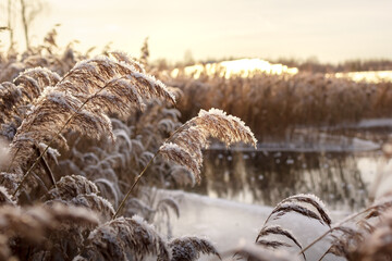 Beautiful landscape with neutral colors. Dry reeds on the lake at sunset background.