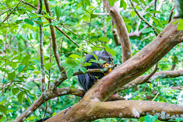 Monkey sitting on a branch eating a mango in forest. Zanzibar, Tanzania