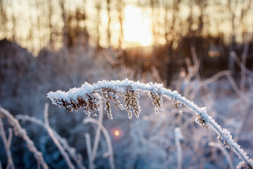 The branch of the plant is covered with frost. The branch of the plant is covered with frost.