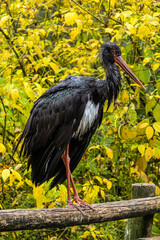 Black stork, Ciconia nigra in a german nature park
