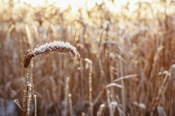 Single stalk of Golden reed, in the sun. Abstract natural background.