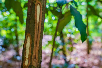 Cinnamon tree trunk with bark cut in the tropical forest, Zanzibar, Tanzania - obrazy, fototapety, plakaty