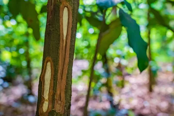 Fototapeten Cinnamon tree trunk with bark cut in the tropical forest, Zanzibar, Tanzania © garrykillian