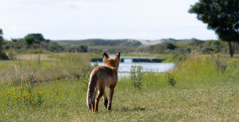 Young Red Fox, the largest of the true foxes, walking away in a dune area near Amsterdam