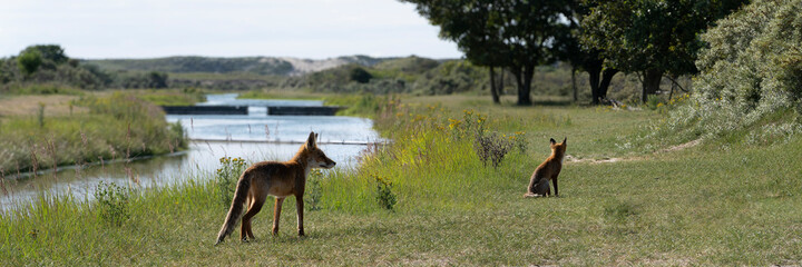 Two Young Red Foxes, largest of the true foxes, walking and sitting in a dune area near Amsterdam