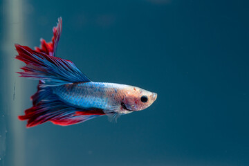 beautiful little betta fish
taken close up (macro) on a blue background