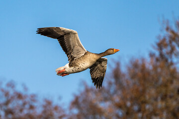 The flying greylag goose, Anser anser is a species of large goose