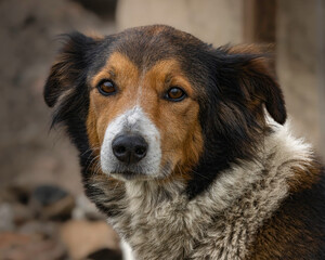 A cute and quiet dog taking care of the farm