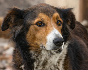 A cute and quiet dog taking care of the farm