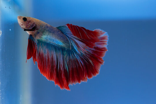 american fighter fish