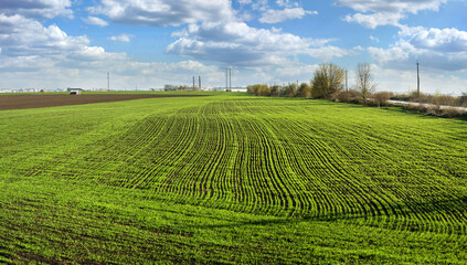 rows of green young wheat, planted wheat or rye field and sky with clouds, agriculture concept