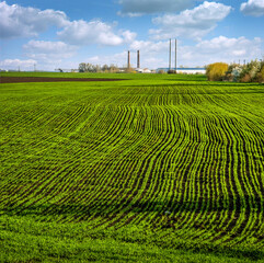 pattern rows of green young grass planted with wheat or rye field