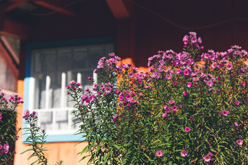 Fototapeta na wymiar Purple flowers on background of orange wooden house