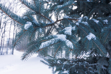 Branches with blue spruce needles against the backdrop of a snow covered street.